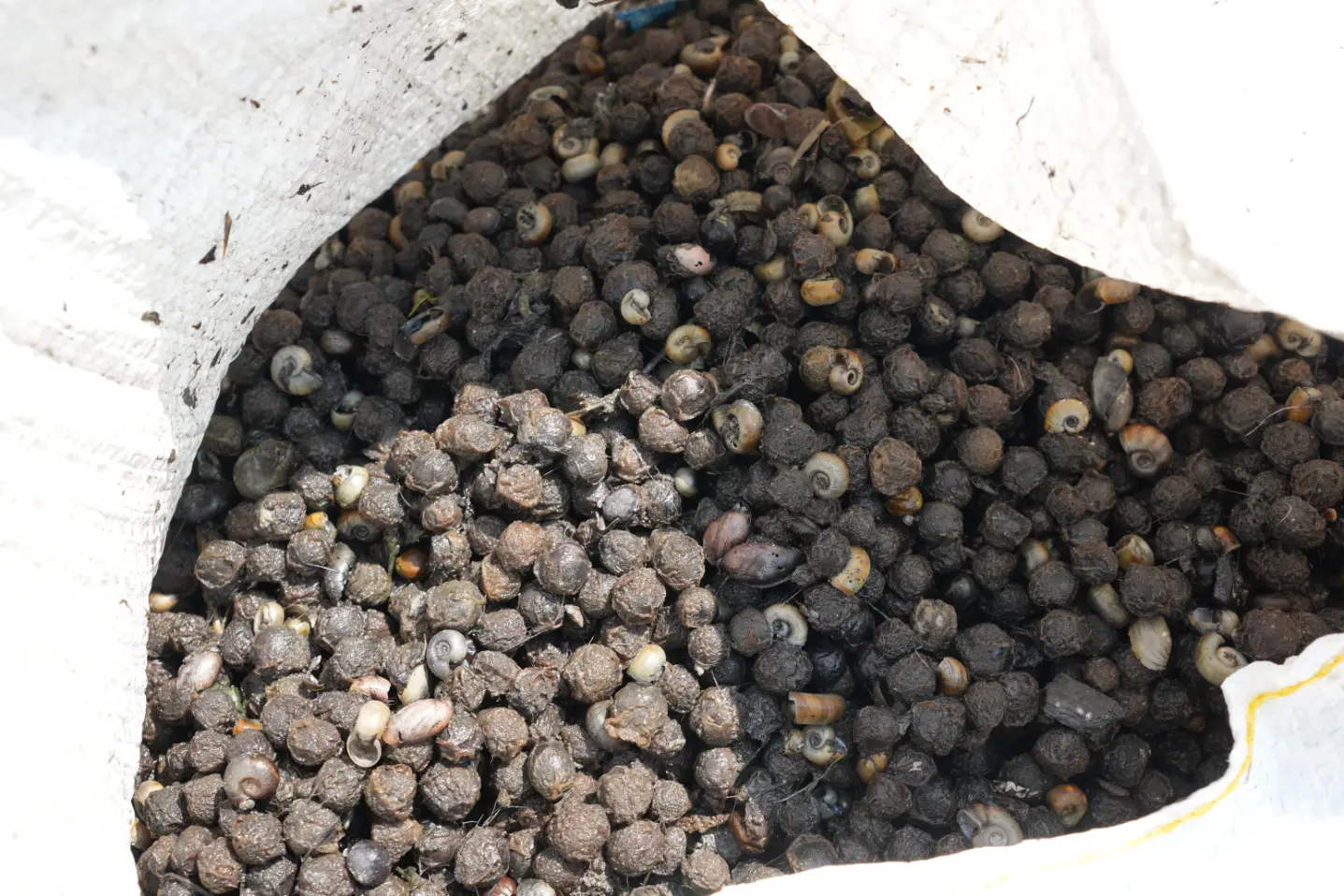 Premium Bihar makhana fox nuts sourced from India for wholesale and export supply