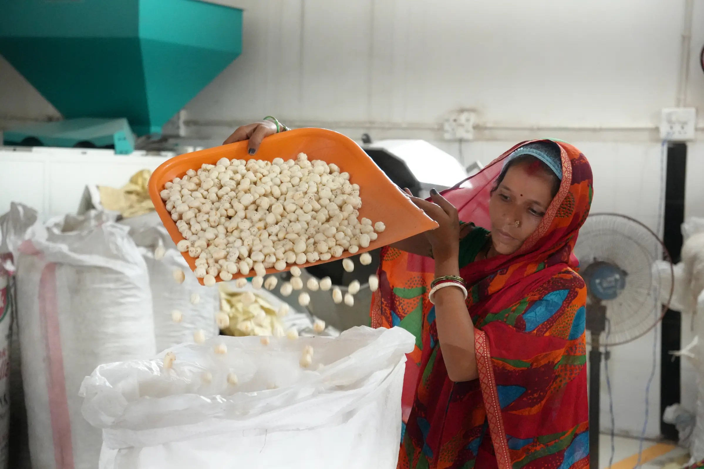 Roasted makhana fox nuts from India for wholesale and export