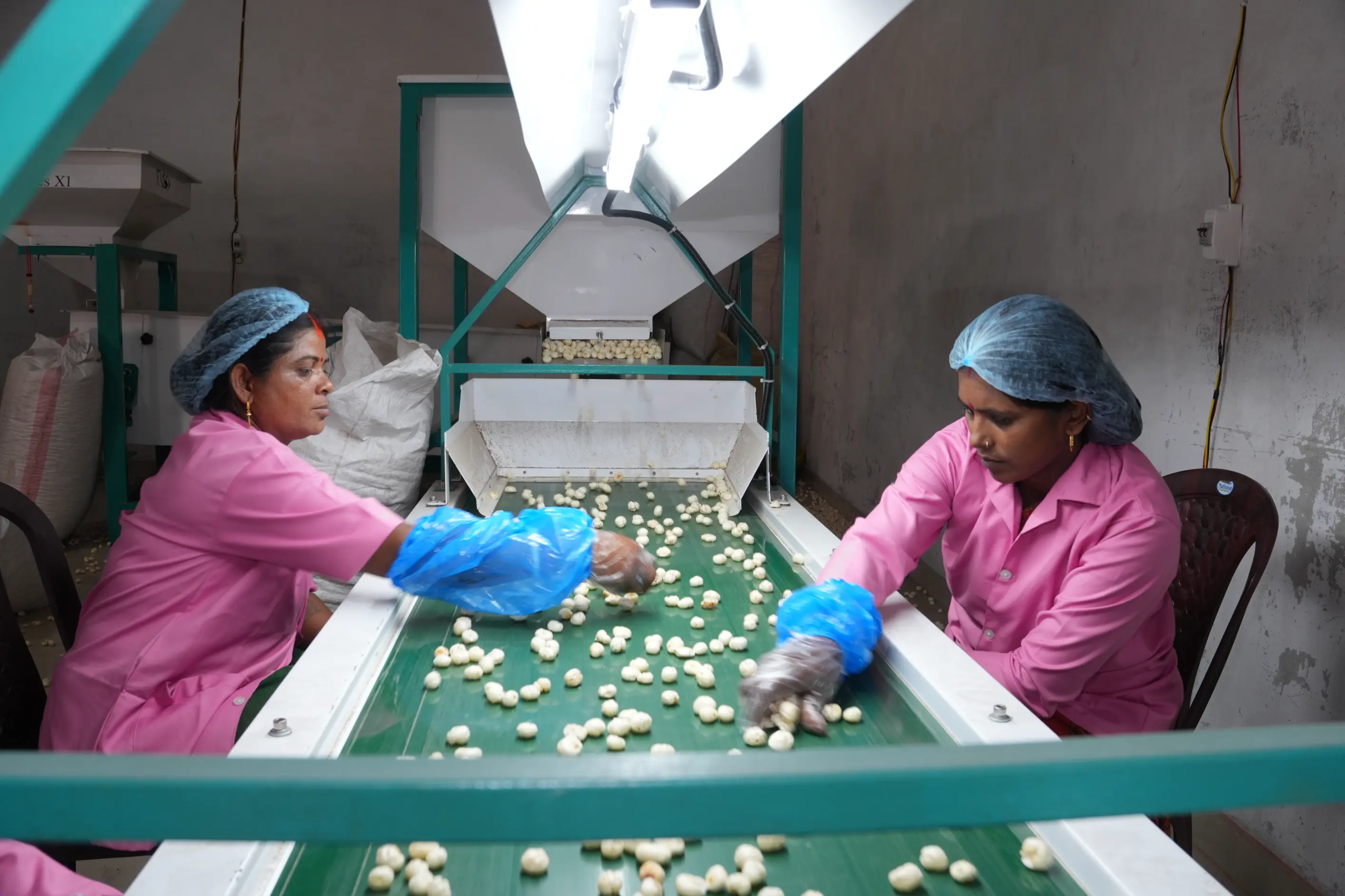 Premium Bihar makhana fox nuts sourced from India for wholesale and international export